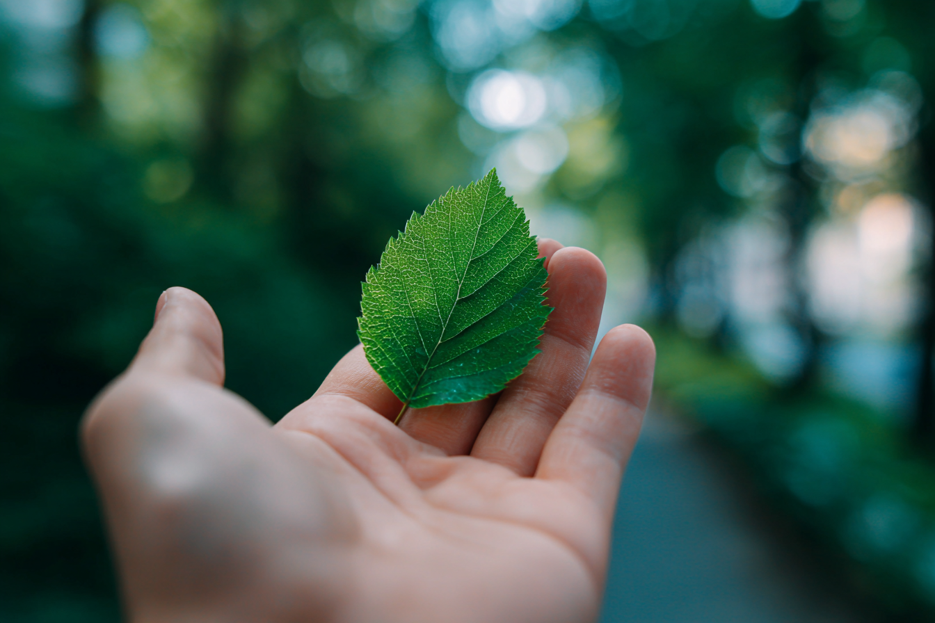 A hand holding a green leaf